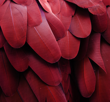 color of the year