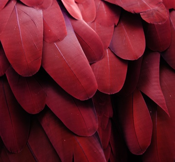 color of the year